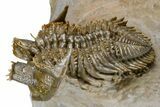 Triple Erbenochile Trilobite Association - Foum Zguid, Morocco #381177-15